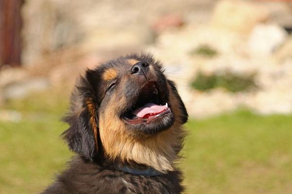 Innamorarsi di un cucciolo a Natale: alle frontiere più tenere della neurobiologia