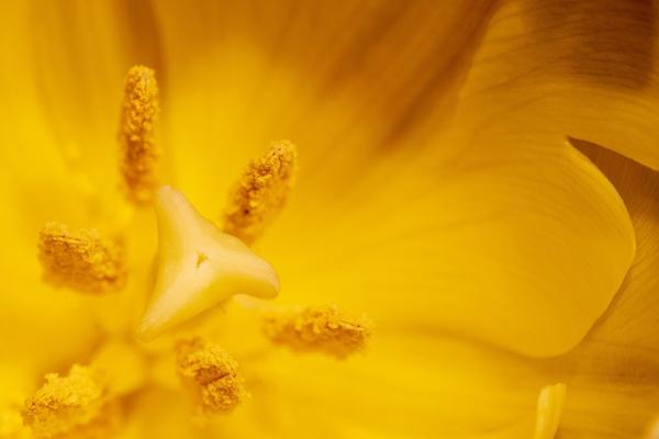 Menopausa iatrogena per carcinoma mammario: il polline citoplasmatico purificato riduce le vampate