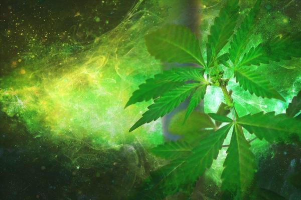 Giovani e salute cognitiva: la cannabis peggiora il rendimento scolastico e universitario